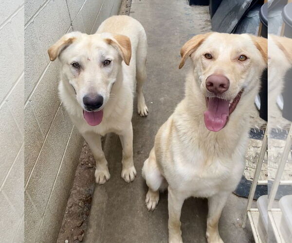Medium Photo #3 Labrador Retriever-Unknown Mix Puppy For Sale in Newport Beach, CA, USA