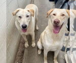 Small #2 Labrador Retriever Mix