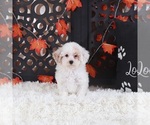Small #2 Poodle (Toy)