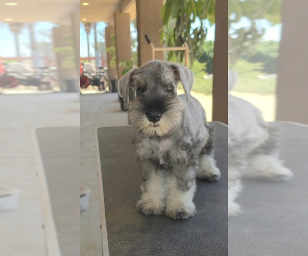 Medium Photo #4 King Schnauzer Puppy For Sale in MORENO VALLEY, CA, USA