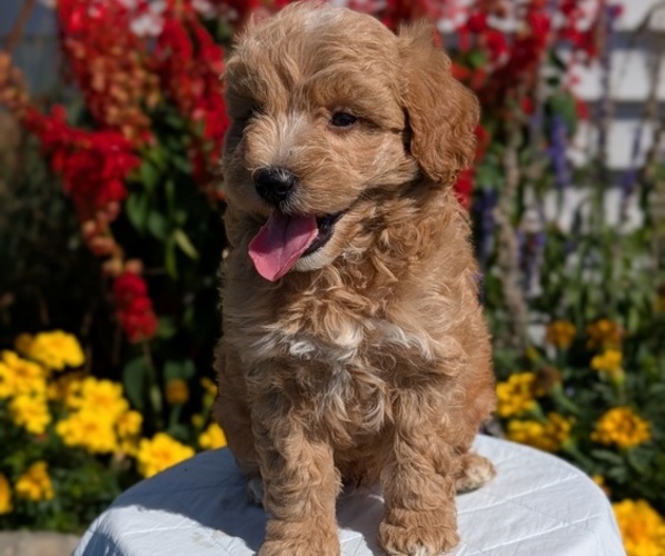 Medium Photo #3 Goldendoodle (Miniature) Puppy For Sale in GOSHEN, IN, USA