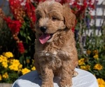 Small #2 Goldendoodle (Miniature)