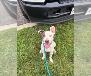 American Pit Bull Terrier Dogs for adoption in Peoria, IL, USA