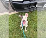 Small American Pit Bull Terrier