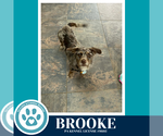 Small #6 Dachshund Mix