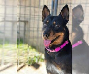 Australian Kelpie-Unknown Mix Dogs for adoption in Santa Maria, CA, USA