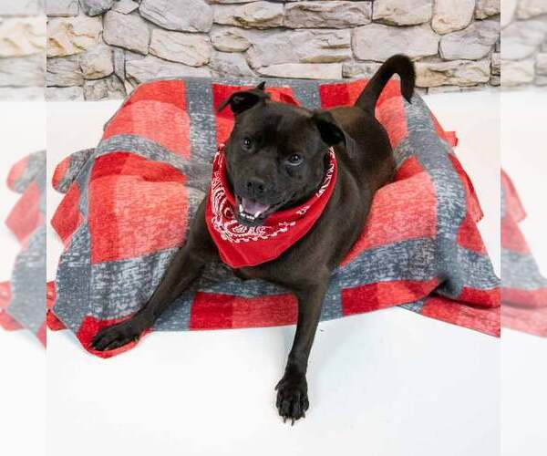 Medium Photo #4 Miniature Bulldog Puppy For Sale in Kennesaw, GA, USA