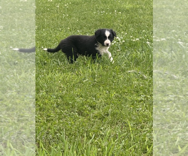 Medium Photo #8 Border Collie Puppy For Sale in BERRIEN SPRINGS, MI, USA