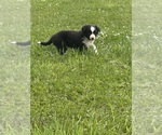 Small #7 Border Collie