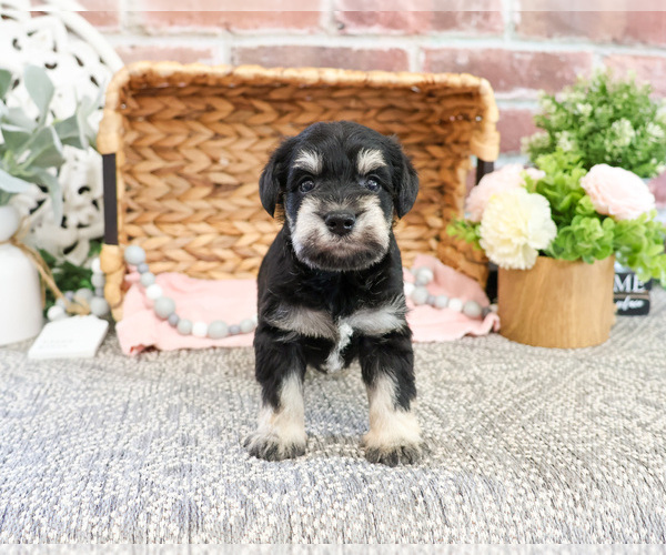 Medium Photo #2 Schnauzer (Miniature) Puppy For Sale in SYRACUSE, IN, USA