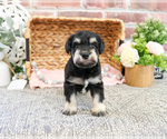 Small #1 Schnauzer (Miniature)