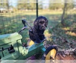 Puppy Puppy 1 Blue Goldendoodle