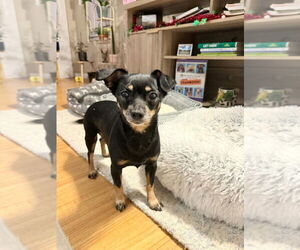 Chihuahua Dogs for adoption in Walnutport, PA, USA