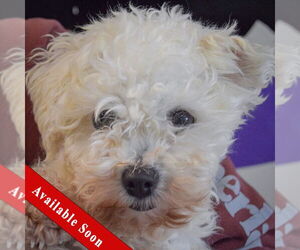 Bichon Frise Dogs for adoption in Huntley, IL, USA