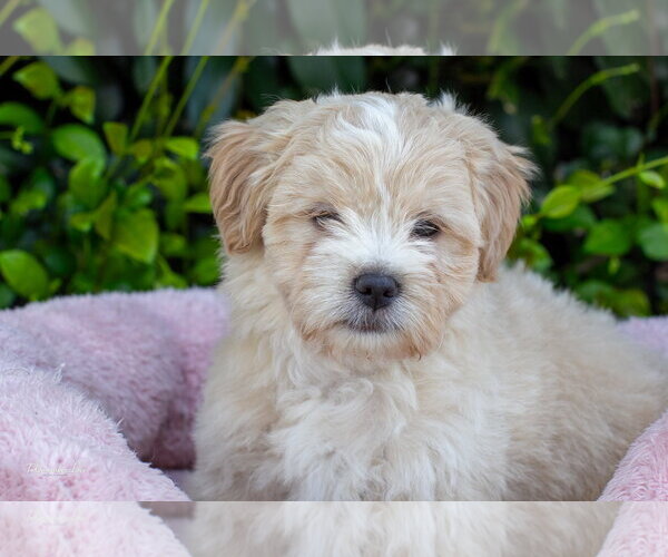 Medium Photo #2 Mutt Puppy For Sale in Marina Del Rey, CA, USA