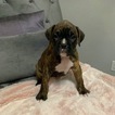 Small Photo #7 Boxer Puppy For Sale in NORCO, CA, USA
