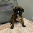 Small #6 Boxer