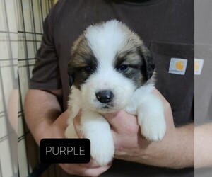 Great Pyrenees-Saint Bernard Mix Puppy for sale in BERESFORD, SD, USA