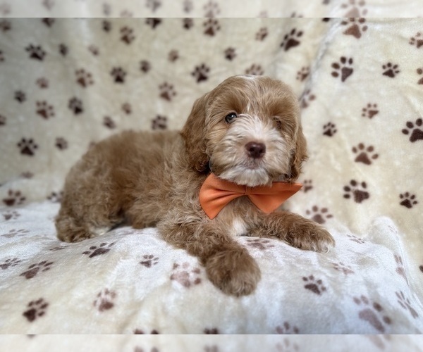 Medium Photo #4 Cockapoo (Miniature) Puppy For Sale in LAKELAND, FL, USA