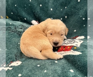 Golden Retriever Puppy for sale in CLARKSVILLE, TN, USA
