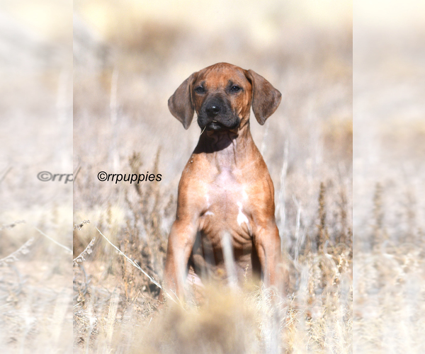 Medium Photo #1 Rhodesian Ridgeback Puppy For Sale in FAIRPLAY, CO, USA