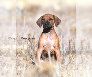 Rhodesian Ridgeback Puppy for Sale in FAIRPLAY, Colorado USA