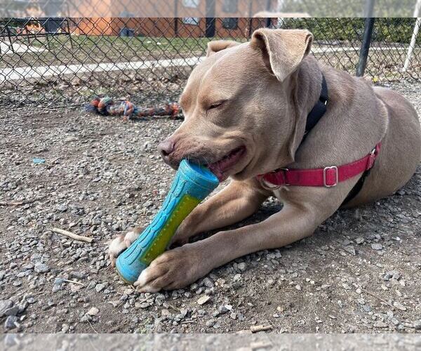 Medium Photo #14 Mutt Puppy For Sale in Elmsford, NY, USA