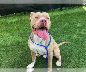 American Pit Bull Terrier Dogs for adoption in Orange, CA, USA