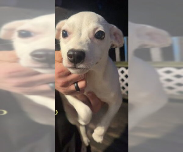 Medium Photo #1 Chihuahua-Unknown Mix Puppy For Sale in New York, NY, USA