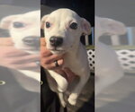 Mateo (GA) - Male Chihuahua-Unknown Mix Dog for Adoption - Small photo