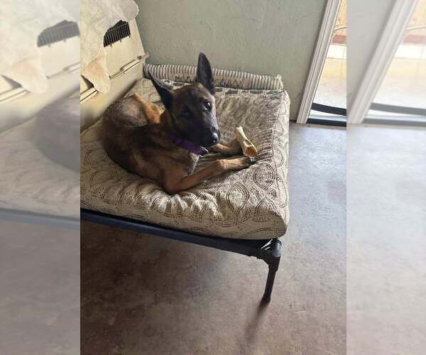 Medium Photo #4 Mutt Puppy For Sale in Imlay City, MI, USA