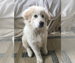 Border Collie-Maremma Sheepdog Mix Puppy for sale in CONNEAUT, OH, USA