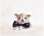 Small #1 Chihuahua