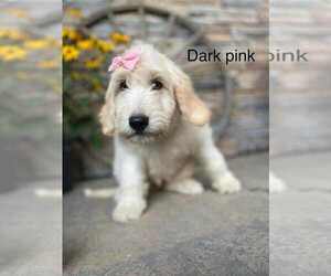 Medium Goldendoodle