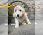 Puppy Gracie Goldendoodle