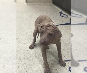 Mutt Dogs for adoption in Conroe, TX, USA
