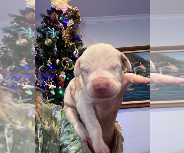 Medium Photo #6 Great Dane Puppy For Sale in CLANTON, AL, USA