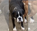 Small Photo #6 Boxer Puppy For Sale in ONTARIO, CA, USA