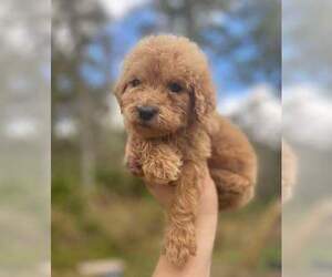 Goldendoodle (Miniature) Puppy for sale in ORLANDO, FL, USA