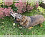 Small #5 Dachshund Mix