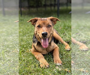 Rottweiler Dogs for adoption in MIDWAY, UT, USA