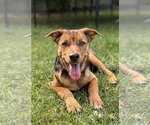 Mesa - Female Rottweiler Dog for Adoption - Small photo