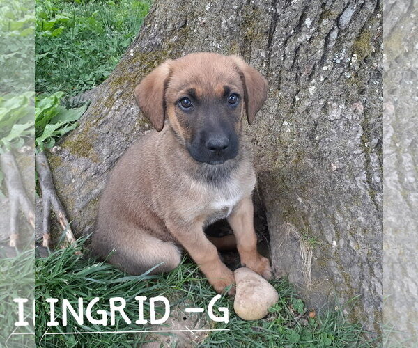 Medium Photo #2 German Shepherd Dog-Unknown Mix Puppy For Sale in Hinton, WV, USA