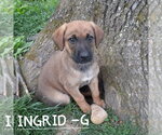 Small #1 German Shepherd Dog Mix
