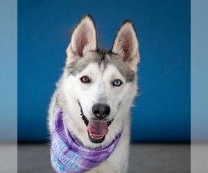 Siberian Husky-Unknown Mix Dogs for adoption in Pasadena, CA, USA