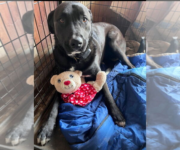 Medium Photo #4 Border Collie-Unknown Mix Puppy For Sale in Studio City, CA, USA