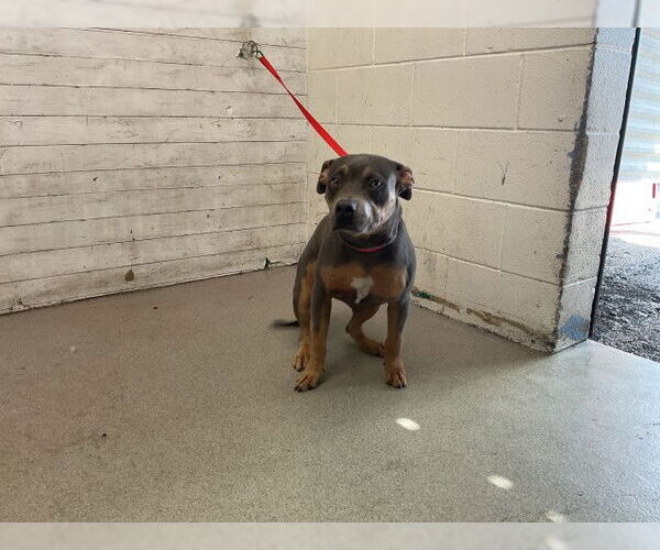 Medium Photo #1 American Pit Bull Terrier Puppy For Sale in San Bernardino, CA, USA