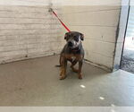 Small American Pit Bull Terrier