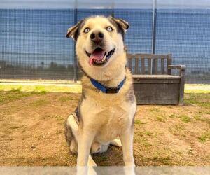 Siberian Husky-Unknown Mix Dogs for adoption in Orange, CA, USA