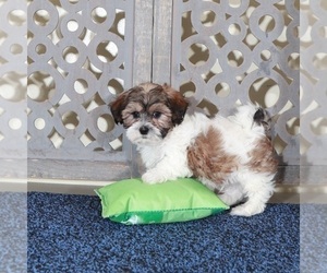 ShihPoo Puppy for sale in MOUNT VERNON, OH, USA